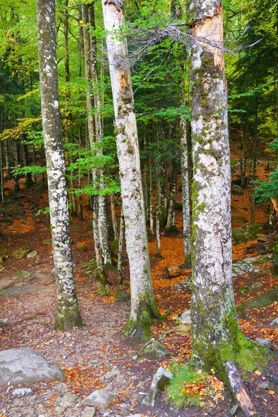 Nationaal Park Ordesa Pyreneeën Provincie Huesca Aragon Spanje — Stockfoto