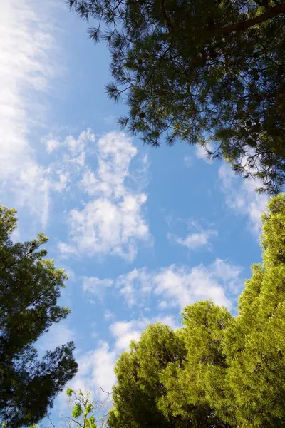 Bäume Einem Park Der Stadt Zaragoza Spanien — Stockfoto