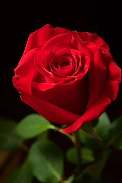 Close Red Rose Stock Image