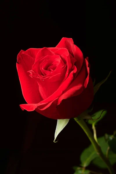 Close Red Rose Stock Photo