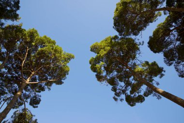 İspanya 'nın Zaragoza şehrindeki bir parkta ağaçlar.