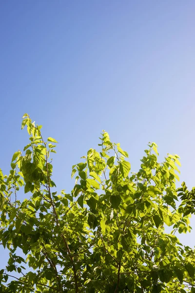 Trees Park Zaragoza City Spain — Stock Photo, Image