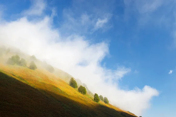 Brouillard Arbres Dans Vallée Aspe Parc National Des Pyrénées Pyrénées — Photo