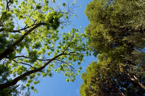 Fák Egy Parkban Zaragoza Városban Spanyolország — Stock Fotó