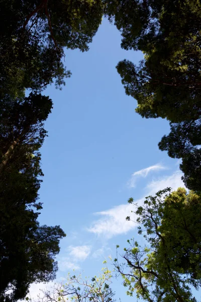 Δέντρα Πάρκο Στην Πόλη Σαραγόσα Της Ισπανίας — Φωτογραφία Αρχείου