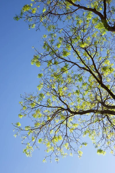 Arbres Dans Parc Saragosse Espagne — Photo