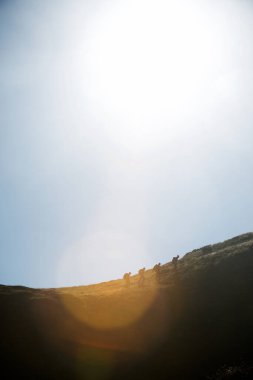 Dört dağcı Oza Vadisi 'nde, Pireneler' de, Huesca 'da, İspanya' da Aragon 'da çimenli bir tepeye tırmanıyor..