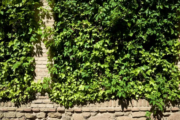 Ivy Een Baksteen Muur Toledo — Stockfoto