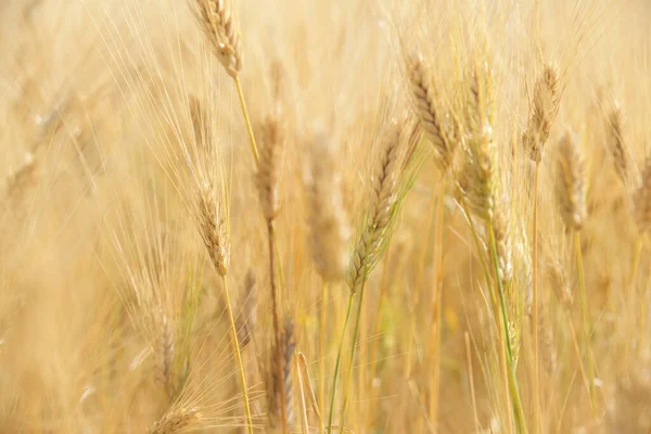 Fondo Creado Con Primer Plano Campo Cereales —  Fotos de Stock
