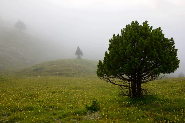 Bäume Nebel Den Pyrenäen Canfranc Valley Spanien — Stockfoto