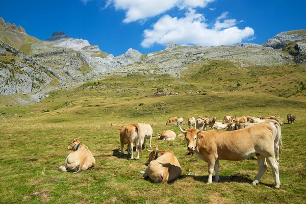 Koeienkudde Pyreneeën Canfranc Valley Provincie Huesca Spanje — Stockfoto