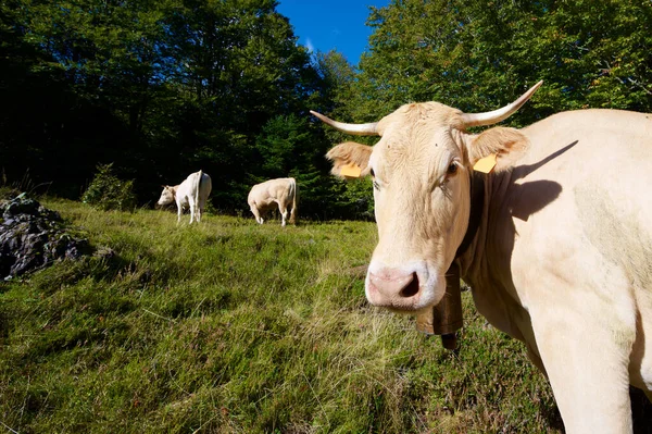 Rebaño Vacas Los Pirineos Valle Aspe Francia —  Fotos de Stock