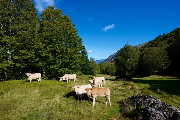 Manada Vacas Nos Pirinéus Vale Aspe França — Fotografia de Stock