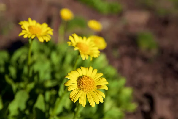 Yellow Flowers Tena Valley Huesca Province Aragon Spain — Stock Photo, Image