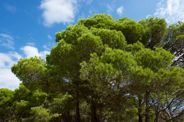 Stromy Lese Vesnice Borja Provincie Zaragoza Španělsku — Stock fotografie
