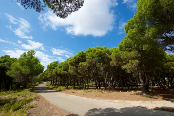 Stromy Lese Vesnice Borja Provincie Zaragoza Španělsku — Stock fotografie