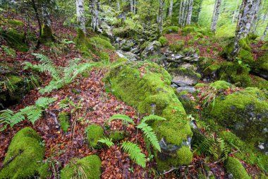 Aspe Valley 'deki Sansanet Ormanı, Fransa' daki Pireneler.