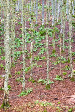 Aspe Valley 'deki Sansanet Ormanı, Fransa' daki Pireneler.