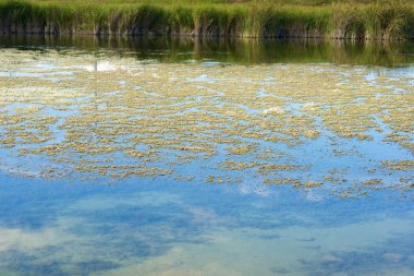 Zaragoza 'da küçük bir göl, İspanya' da Aragon..