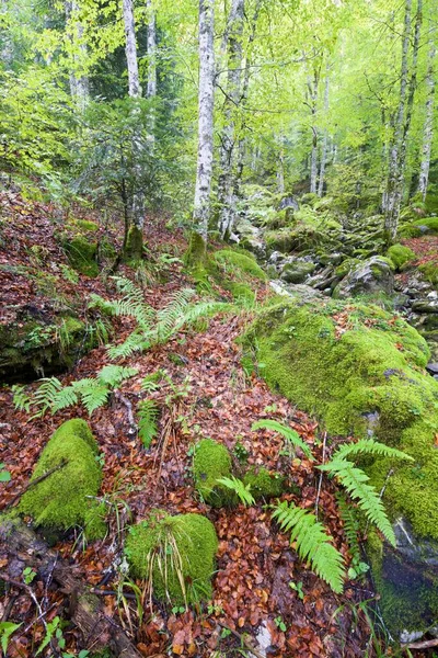 Sansanet Bos Aspe Valley Pyreneeën Frankrijk — Stockfoto