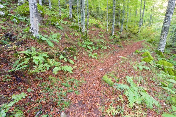 Forêt Sansanet Dans Vallée Aspe Pyrénées France — Photo