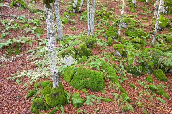 Wald Von Sansanet Aspe Tal Pyrenäen Frankreich — Stockfoto