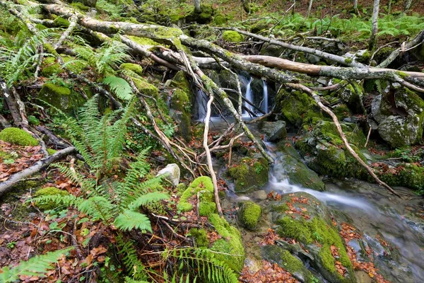 River Sansanet Forest Aspe Valley Pyrenees France — Stock Photo, Image