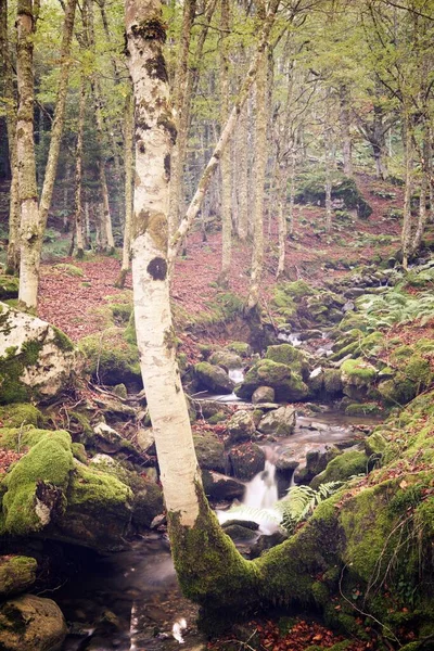 Řeka Sansanetském Lese Aspe Valley Pyreneje Francii — Stock fotografie