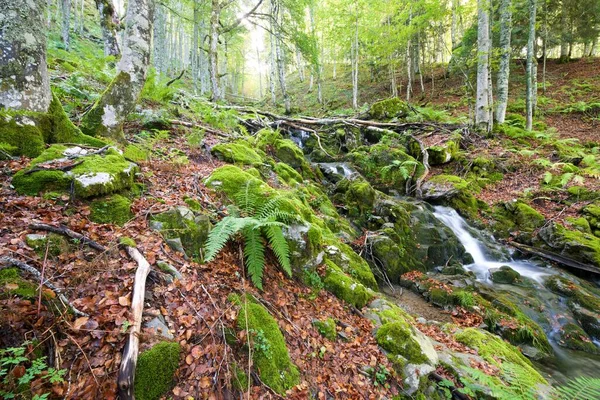 Řeka Sansanetském Lese Aspe Valley Pyreneje Francii — Stock fotografie