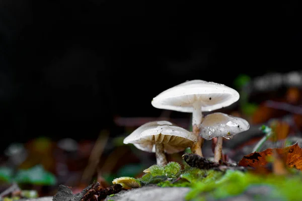 Setas Bosque Sansanet Valle Aspe Pirineos Francia —  Fotos de Stock