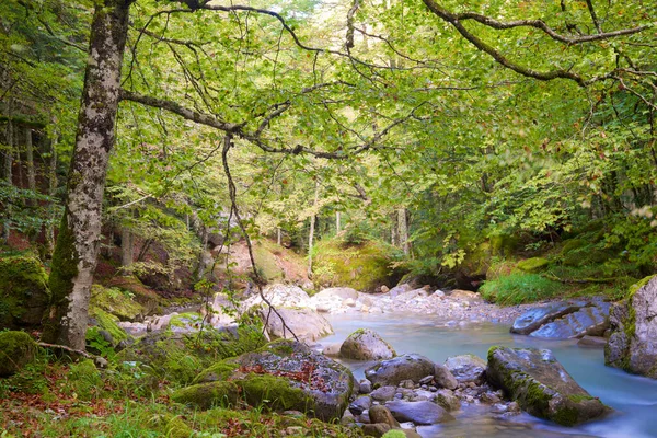 Sansanet Ormanı Nda Nehir Aspe Vadisi Fransa Pireneler — Stok fotoğraf