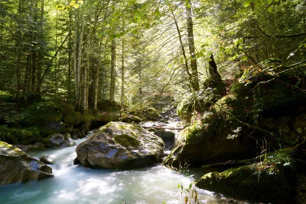 Sansanet Ormanı Nda Nehir Aspe Vadisi Fransa Pireneler — Stok fotoğraf