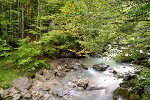 River Sansanet Forest Aspe Valley Pyrenees France — Stock Photo, Image