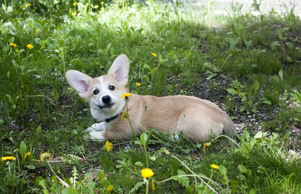 子犬ウェールズコーギーペンブローク — ストック写真