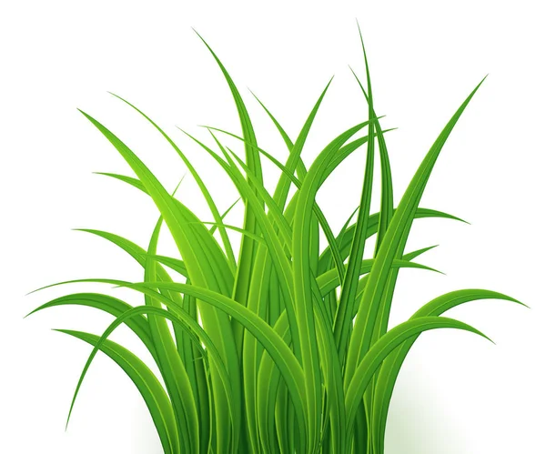 绿草隔离在白色背景上，草丛，清新的春草，全景，3d。矢量插图 — 图库矢量图片