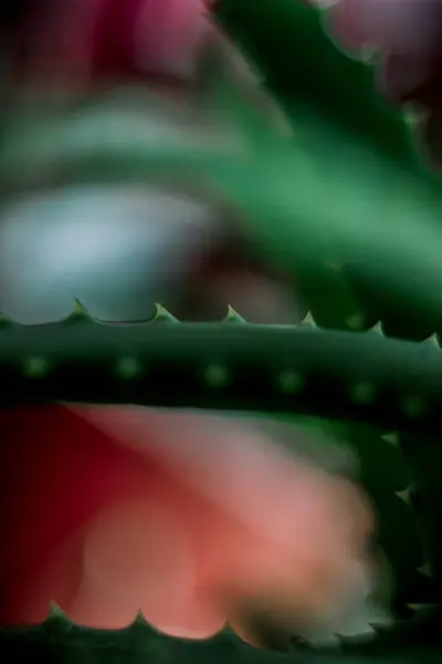 Pianta Con Aghi Aloe Medicinale Primo Piano Della Pianta — Foto Stock