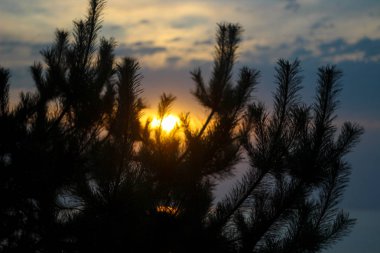 günbatımı çam ormanı, Ladin, köknar dal dalları ile güneş parlar