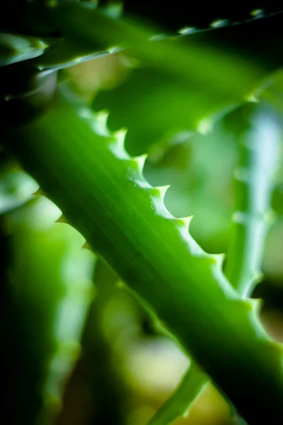 Pianta Medicinale Parte Aloe Foglie Aloe Appuntito — Foto Stock