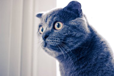 sarı gözleri, bir kedi Başkanı ile gri kedi