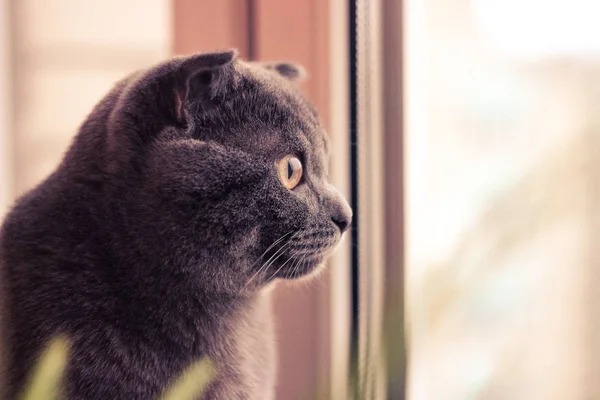 cat grey, cat sitting sideways, yellow cat eye, cat looks out the window, animal gray