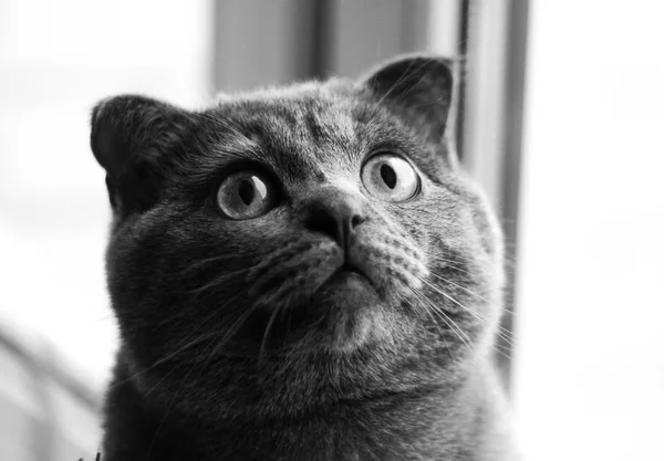 Kočka Vypadá Nahoru Černé Bílé Fotografie Zvířat — Stock fotografie