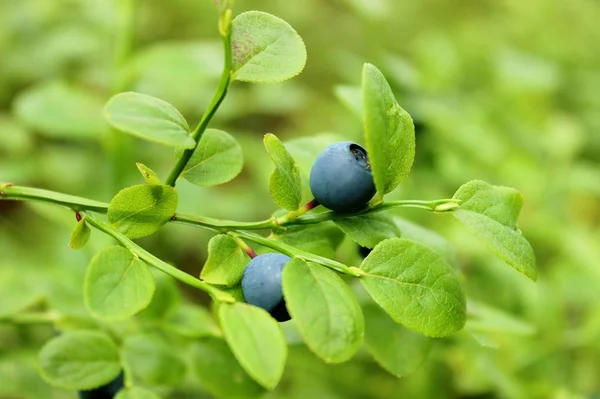 Blueberry Bokrok Vad Bogyó Picking Bogyók Erdő — Stock Fotó