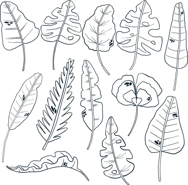 Vector Set Tropical Leaves Outline Monstera Palm White Background — Stock Vector