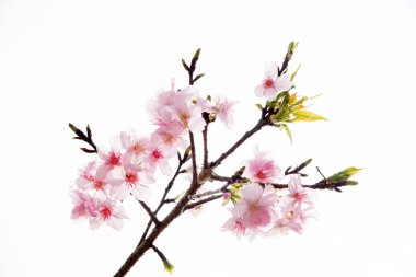 Kiraz çiçekleri (sakura) mavi gökyüzü ile