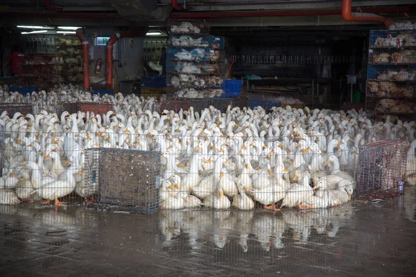 Mercado Pato Pájaros Lindos Jaula Grande — Foto de Stock