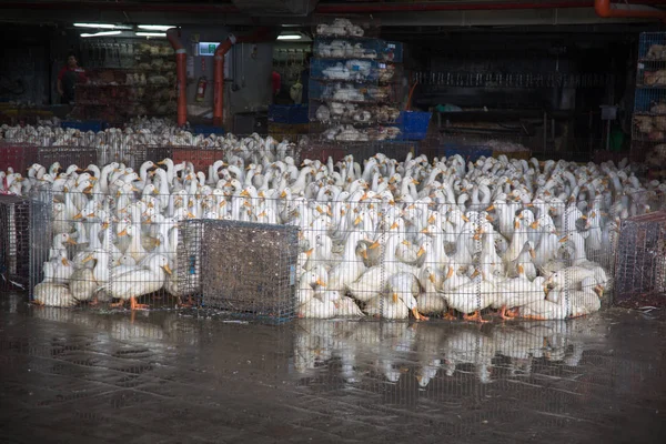 duck market, cute birds in big cage