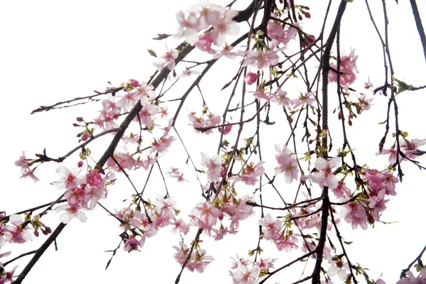 Cseresznye Virágok Sakura Kék Sky — Stock Fotó