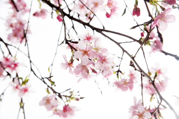 Cseresznye Virágok Sakura Kék Sky — Stock Fotó
