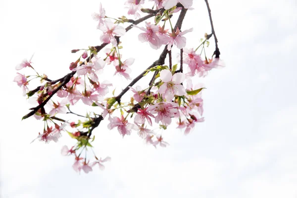 Fiori Ciliegio Sakura Con Cielo Blu — Foto Stock