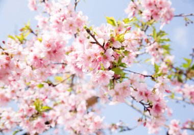 Kiraz çiçekleri (sakura) mavi gökyüzü ile